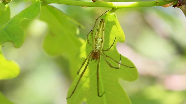 common stretch spider, long-jawed ore-weaver, Tetragnatha, resting on leaf in sunshine.