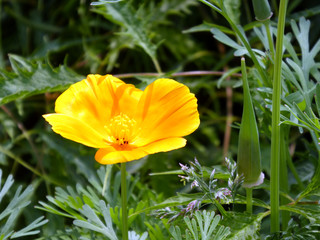 Macro photograph of a beautiful yellow flower on a blurred green background on a sunny day in the city garden of Pfaffenhofen, Germany