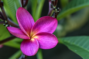 Pink Jasmine flower close up photo  - Jasminum x stephanense