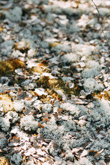 Pre-wedding photo shoot in the forest in nature, in the form of walking and traveling. Beauty of the North and Russia. Loving people and beautiful scenery. They laugh, sit and smile. Beautiful couple