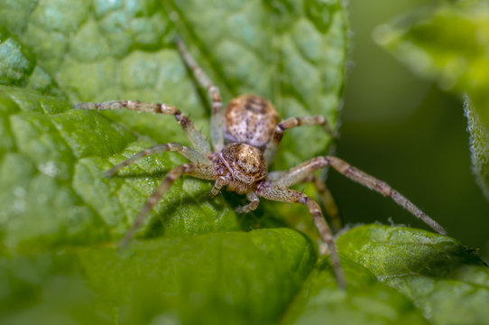 tiny spider on green leaf in perfect nature