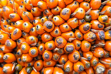 close up fresh palm oil seed in the bunch. african oil palm, Macaw fat (Elaeis guineensis Jacq). agriculture concept, nature background and selective focus.