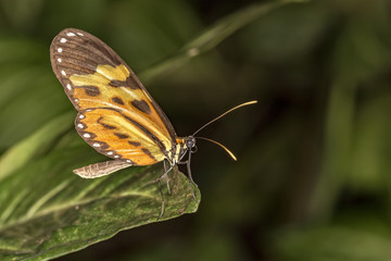 Obraz na płótnie Canvas Butterfly Mechanitis polymnia on leaf extreme close up - Macro butterfly side view
