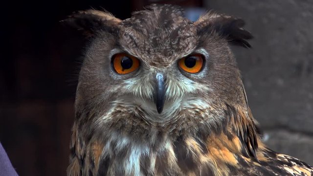 Close-up of an Eurasian eagle owl looking at the camera, title