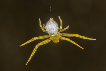 Spider Thomisus hanging from the web extreme close up - top view