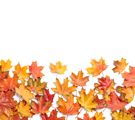 Autumn leaves isolated on white background