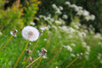 Naklejka premium White dandelion isolated on green.