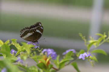 Great Eggfly Butterflies are sucking nectar from pollen