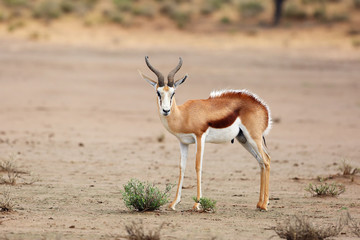 Image result for springbok royalty free