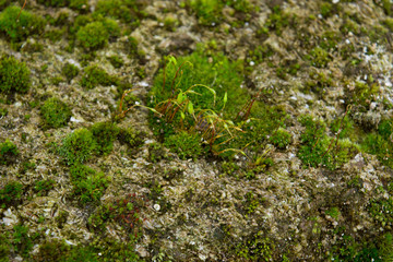green moss on shell rock macro