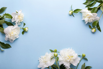 Fototapeta na wymiar Flowers composition. Frame made of white peony flowers on blue background. Flat lay, top view.
