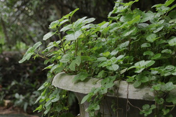 Green Leaves in Vintage Plant Pot