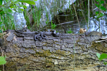 Zaskrońce (Natrix natrix) w okresie godowym © Iwona