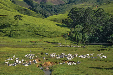 Fototapeta na wymiar View of grassy fields with cows grazing near the town of Joanopolis. In the countryside of São Paulo State, a region rich in agricultural and livestock products, southwestern Brazil