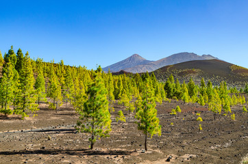 Sunlit green pine trees with Teide and Pico Viejo in the background, Tenerife, Canary Islands, Spain
