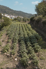 Fototapeta na wymiar view of a potato orchard and in the background a village