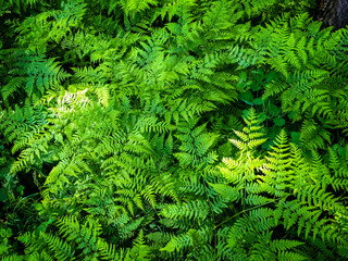 Scenic view of rainforest with ferns