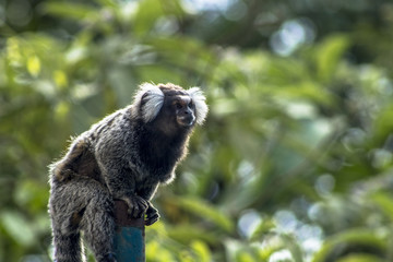 Small monkey popularly known as White-Tailed Sagittarius, Callithrix jacchus, in an area of Atlantic Forest in the neighborhood of Intrerlagos,  south of Sao Paulo