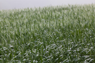 wheat field on foggy morning