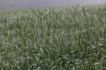 wheat field on foggy morning