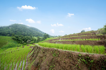 Rice terraces field farming in northern Thailand.