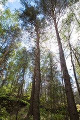 Fototapeta premium Forest trees looking up from the ground. Sunshine and sky