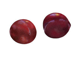 Digital watercolor painting of two plums isolated on white background