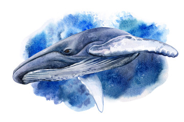 Blue or humpback whale in sea waves or in the ocean isolated on white background. Watercolor. Illustration. Template. Clip art. Close-up.