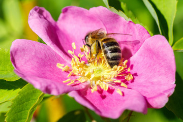Bee pollinating a wild rose .