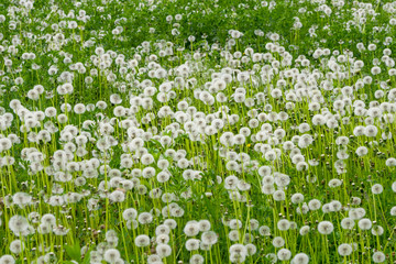 Green Pasture of Dandelions With White Puffy Heads