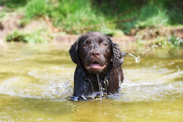 Happy wet dog in swimming in water