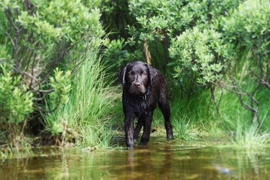 Labrador Puppy Dog Scared Of Water