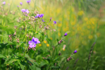 Geranium meadow in sunset light.