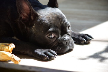 french bulldog puppy