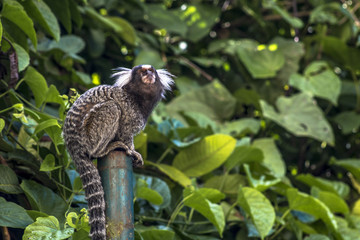 Small monkey popularly known as White-Tailed Sagittarius, Callithrix jacchus, in an area of Atlantic Forest in the neighborhood of Intrerlagos,  south of Sao Paulo