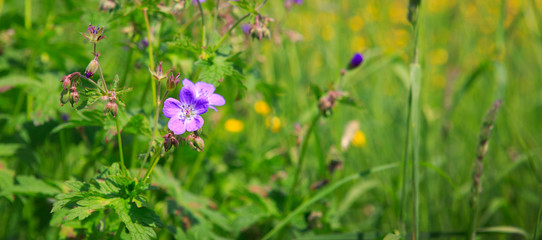 Geranium meadow in sunset light.
