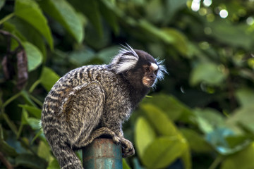 Small monkey popularly known as White-Tailed Sagittarius, Callithrix jacchus, in an area of Atlantic Forest in the neighborhood of Intrerlagos,  south of Sao Paulo