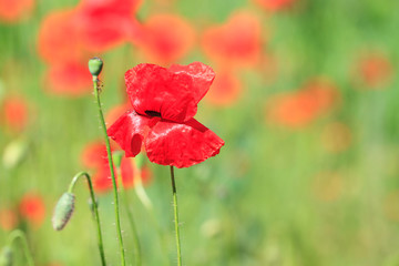 Naklejka premium Red poppies in the field