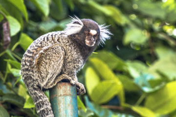 Small monkey popularly known as White-Tailed Sagittarius, Callithrix jacchus, in an area of Atlantic Forest in the neighborhood of Intrerlagos,  south of Sao Paulo