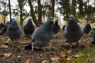 Pigeons on the gathering