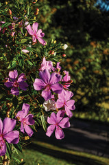 Close-up of pink flowers in the light of sunrise, near Monte Alegre do Sul. In the countryside of São Paulo State, a region rich in agricultural and livestock products, southwestern Brazil