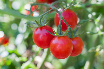 juicy ripe tomatoes on a branch, concept of harvest and gardening