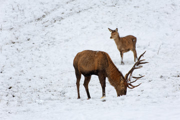 Deers in winter..Hirsche im Winter.