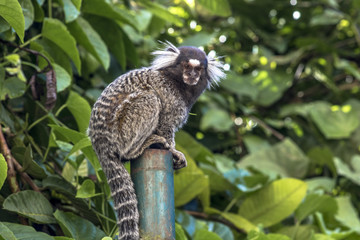 Small monkey popularly known as White-Tailed Sagittarius, Callithrix jacchus, in an area of Atlantic Forest in the neighborhood of Intrerlagos,  south of Sao Paulo