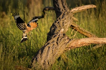 Flying Eurasian Hoopoe (Upupa Epops)