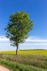 Fototapeta na wymiar One tree on a background of blue sky.