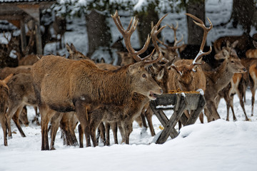 Deers in winter..Hirsche im Winter.