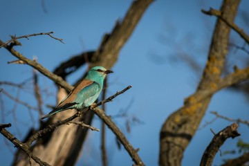 European Roller (Coracias garrulus) sitting on a branch