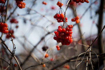 Red large viburnum on a branch close-up