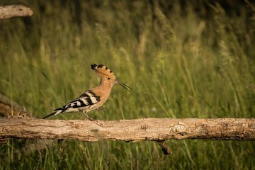 Eurasian Hoopoe (Upupa Epops) sitting on a branch